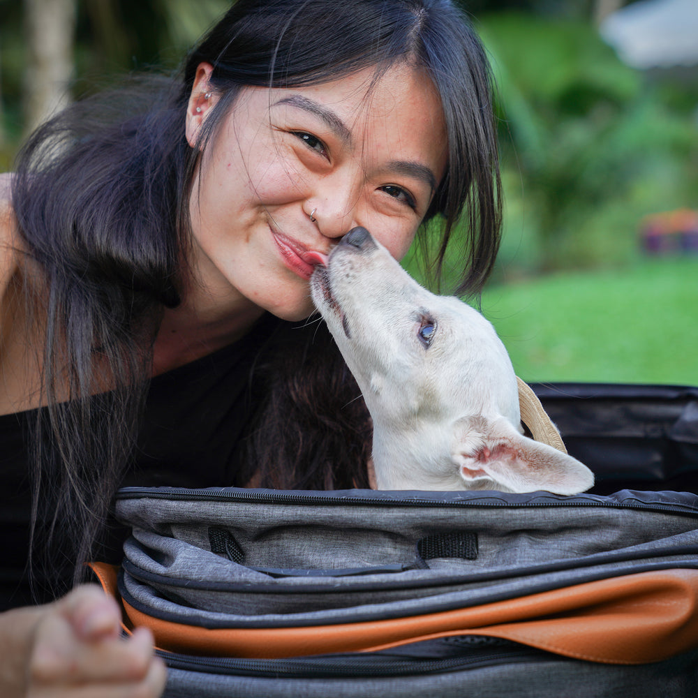 Action for Singapore Dogs Jazz For Dogs 2023
