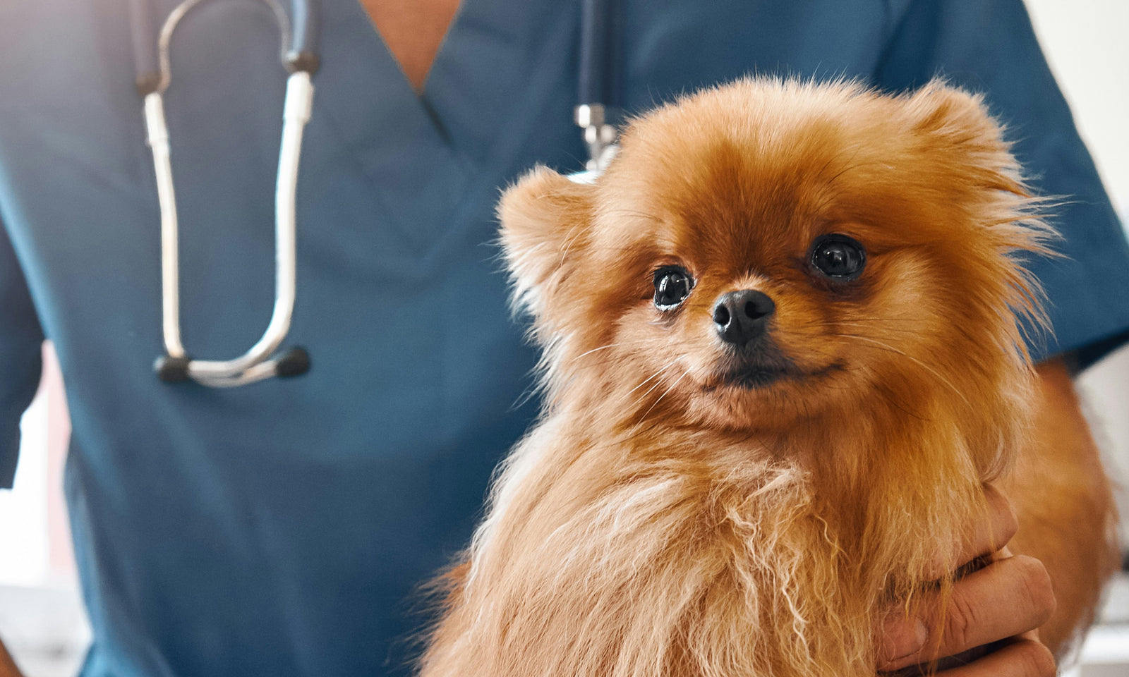 Recipes Reviewed with Veterinarians